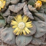 Titanopsis fulleri JLcoll.4318   ÉPUISÉ - OUT of STOCK - AGOTADO